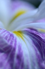 花菖蒲の物語　３