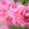 薔薇のはじらい　(バラ　１５）