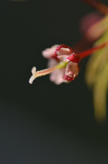 もみじの花