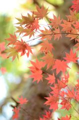 今年の紅葉９