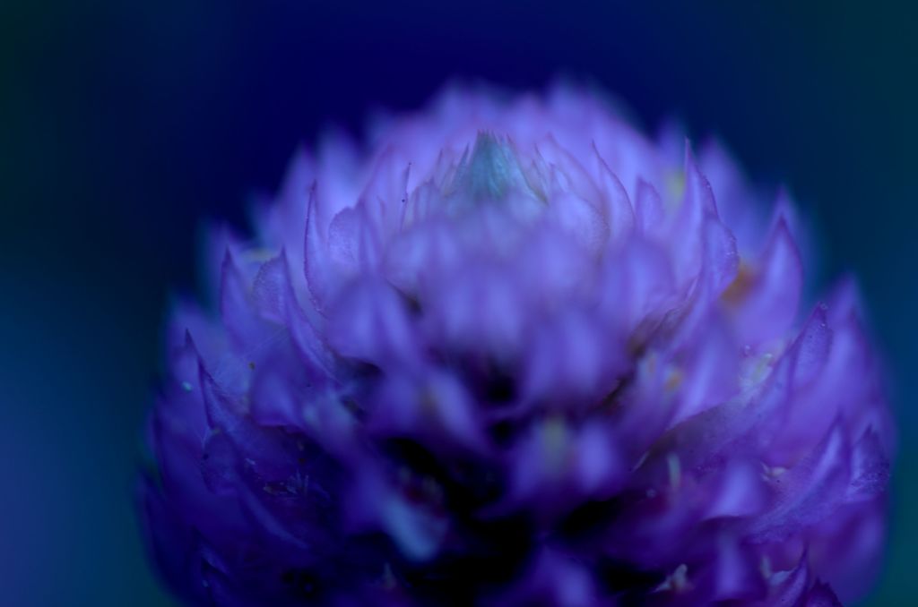 センニチソウ　Ⅲ