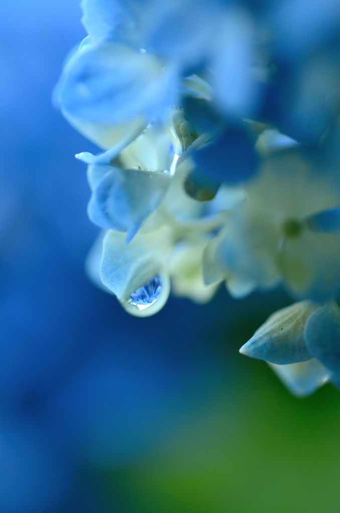 アジサイ　９　（雨上がりにて）