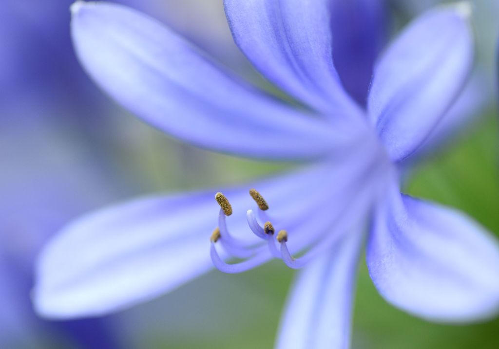 最後のアガバンサス