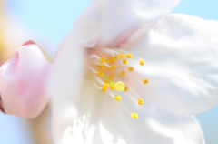桜咲く♪
