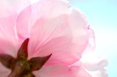 八重桜１
