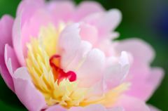 立てば芍薬、座れば。。。１
