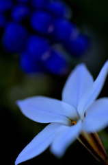 ハナニラ　１