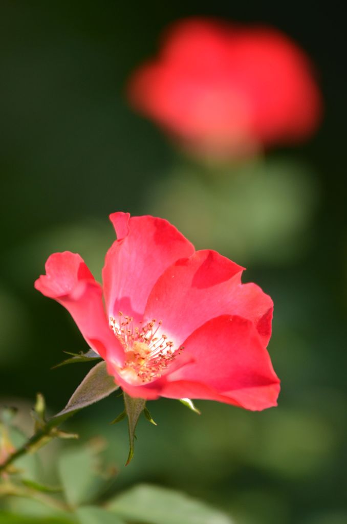薔薇祭
