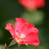 薔薇祭