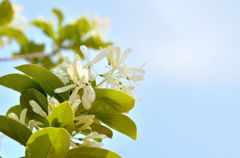 風薫る５月　Ⅱ