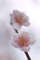 梅三様　１