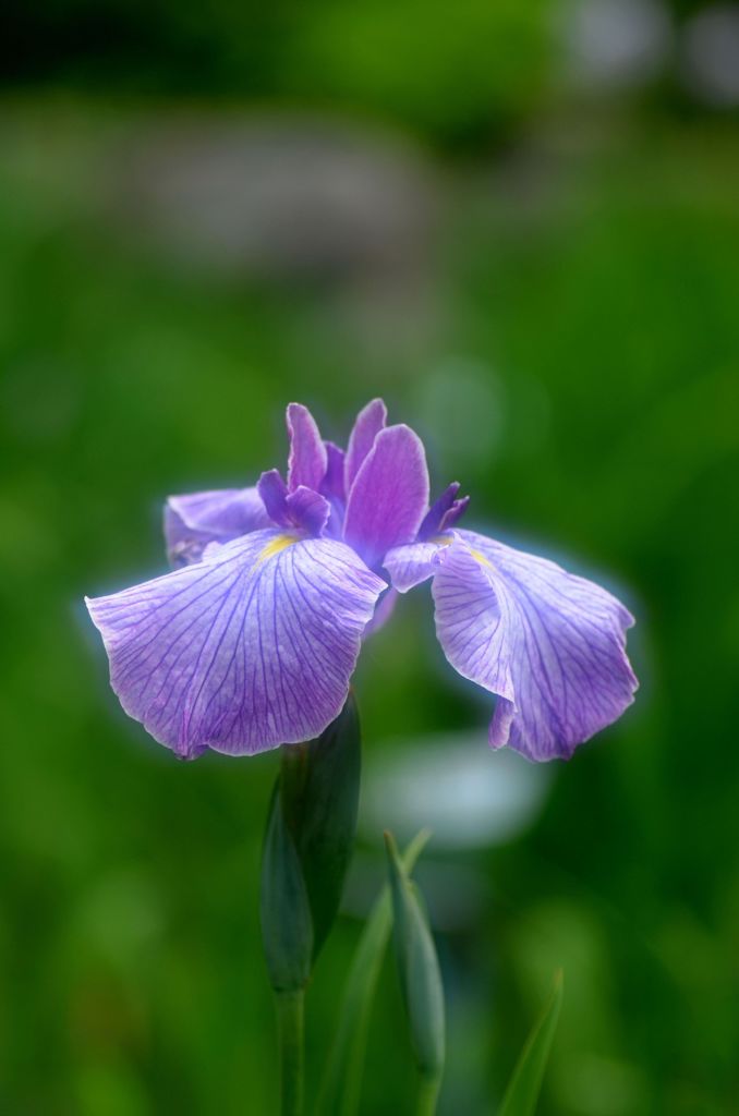 花菖蒲