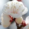 春、間近ってかんじ