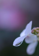 アジサイ　10　（雨上がりにて）
