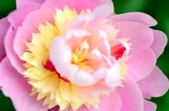 立てば芍薬、座れば。。。２