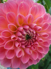 湧永庭園　ダリア