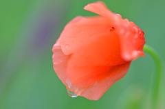 ナガミヒナゲシ　雨上がり