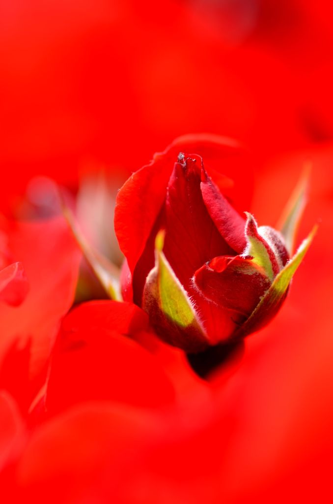 ＲＥＤ　４