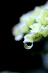 アジサイ　２２