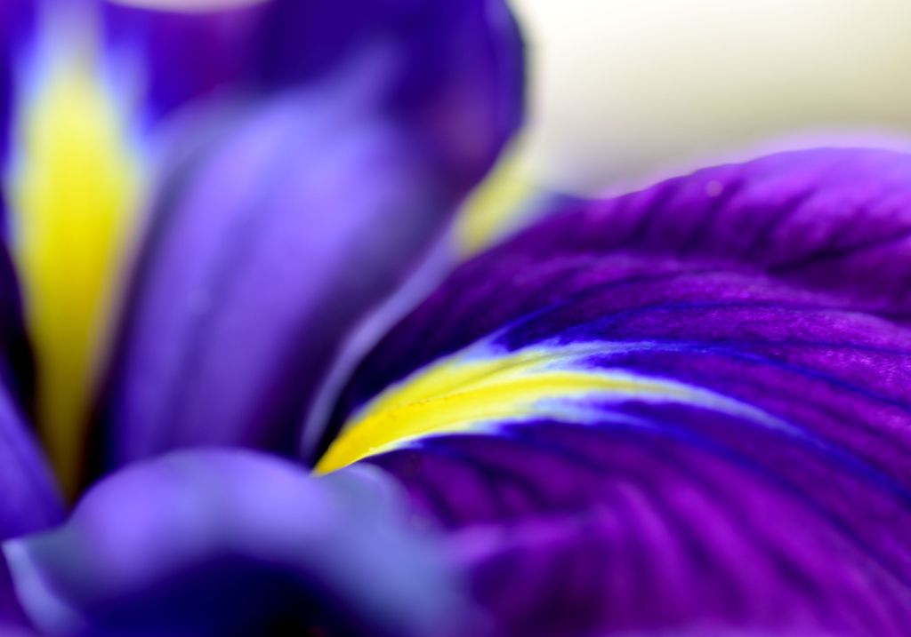 花菖蒲の物語　２
