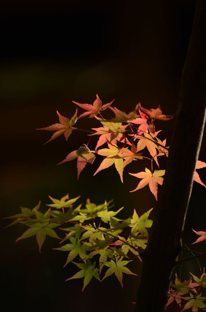 今年の紅葉４