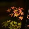 今年の紅葉４