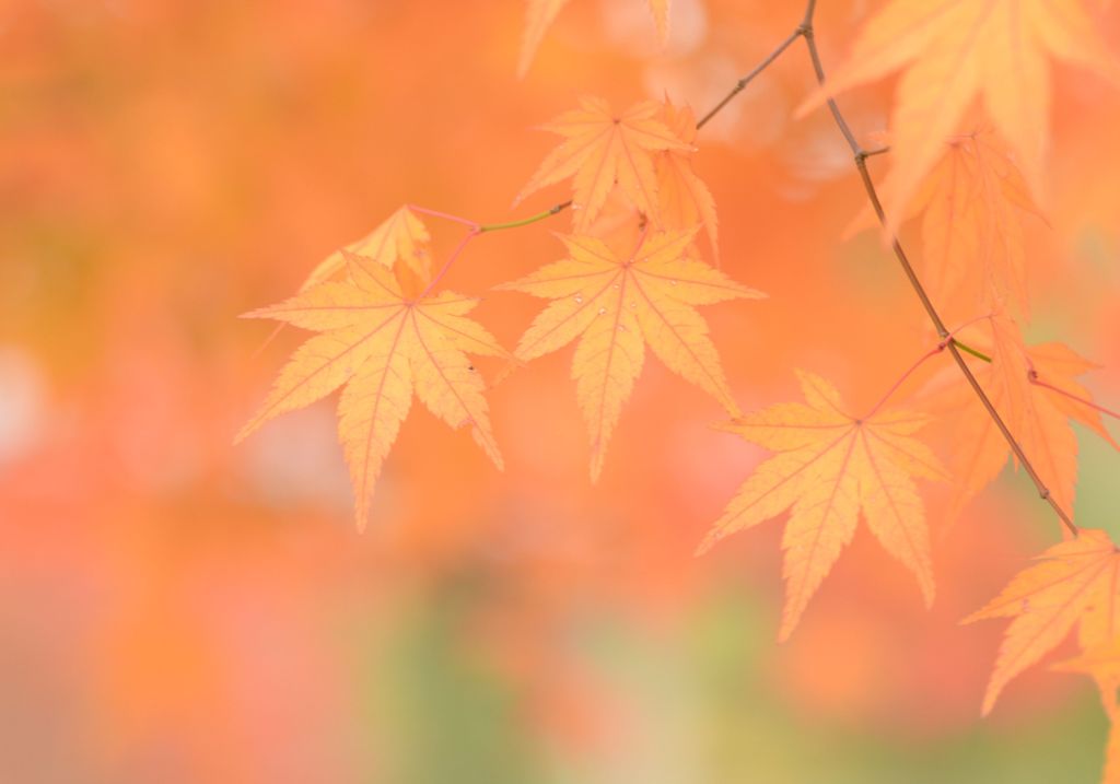 今年の紅葉３