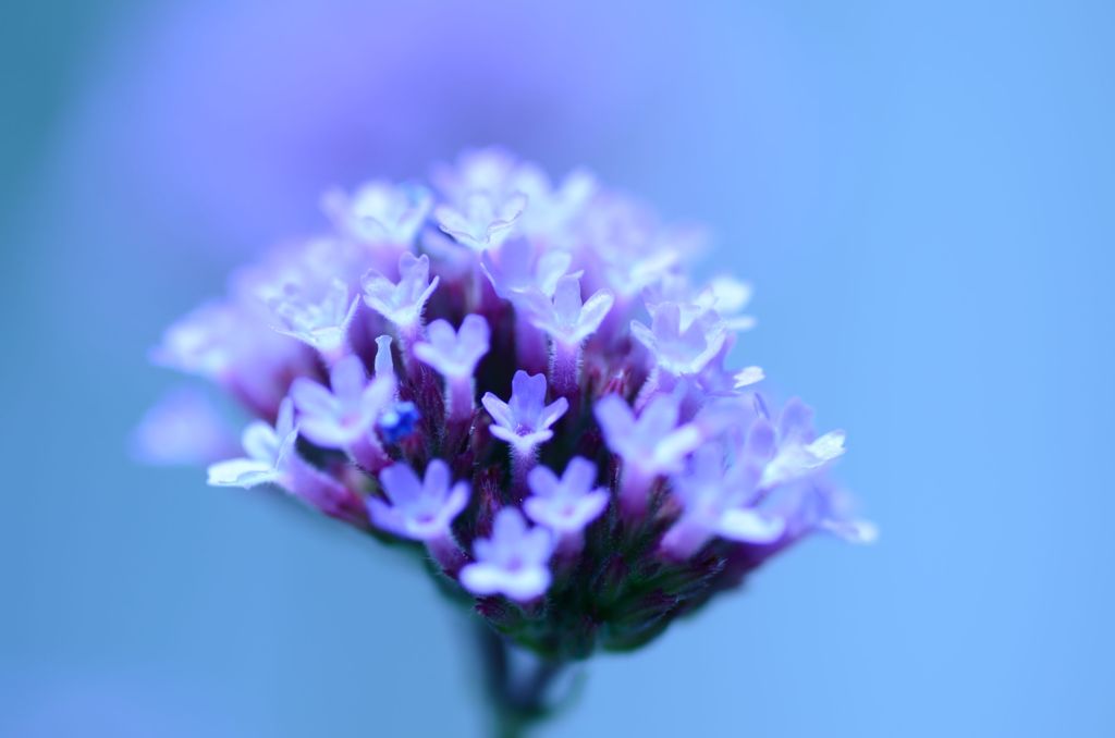 ＬＩＴＴＬＥ　ＦＬＯＷＥＲ