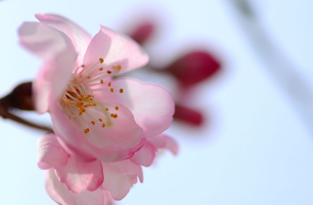 桜祭りⅠ