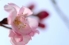 桜祭りⅠ