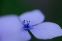 アジサイの花
