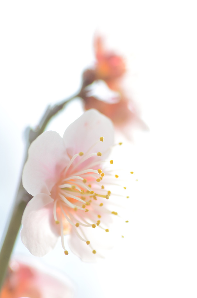 梅三様　３