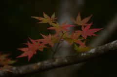 今年の紅葉８