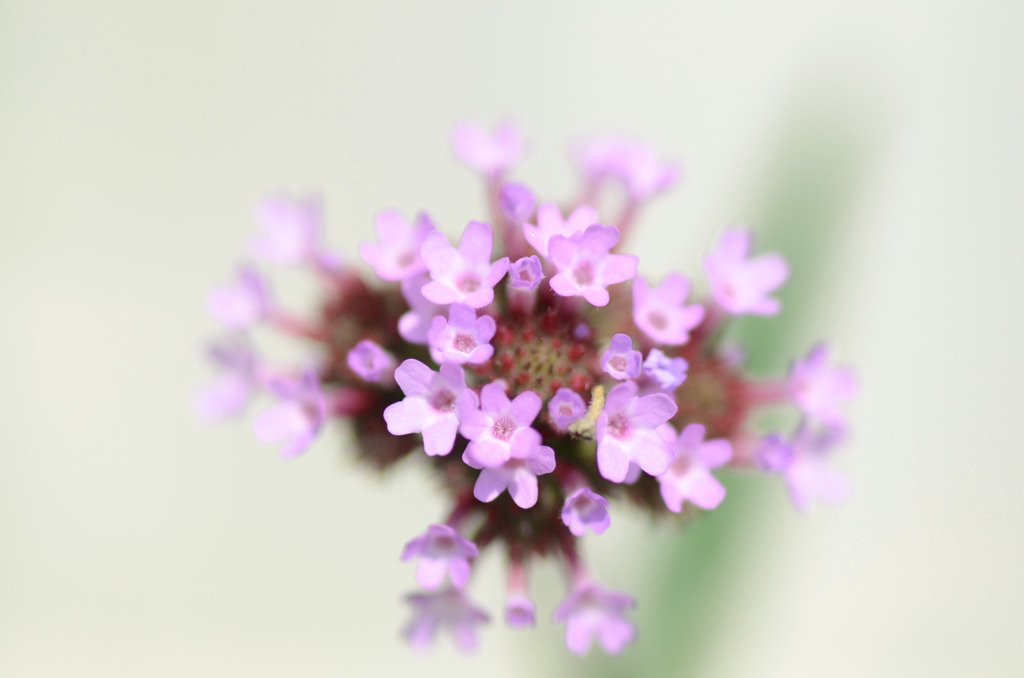 ＬＩＴＴＬＥ　ＦＬＯＷＥＲ　２