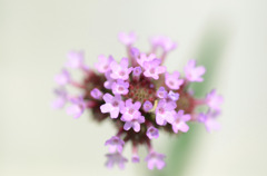 ＬＩＴＴＬＥ　ＦＬＯＷＥＲ　２