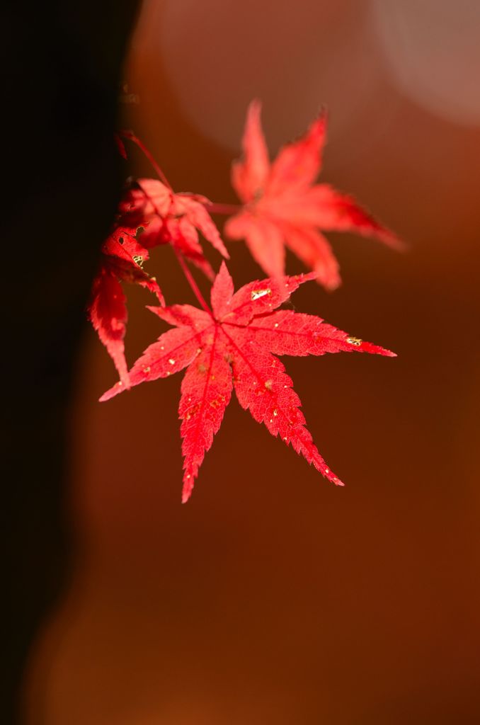 2013紅葉３