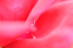 紅い涙