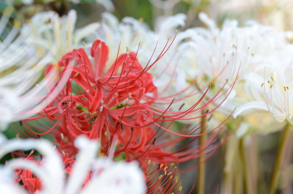 白い彼岸花