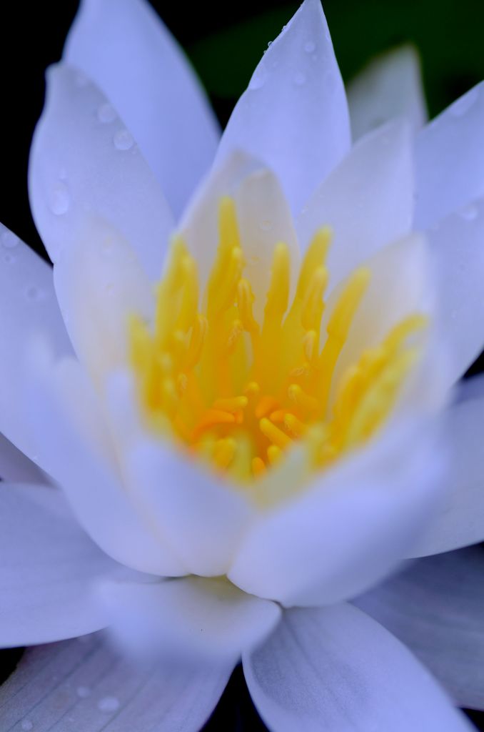 睡蓮