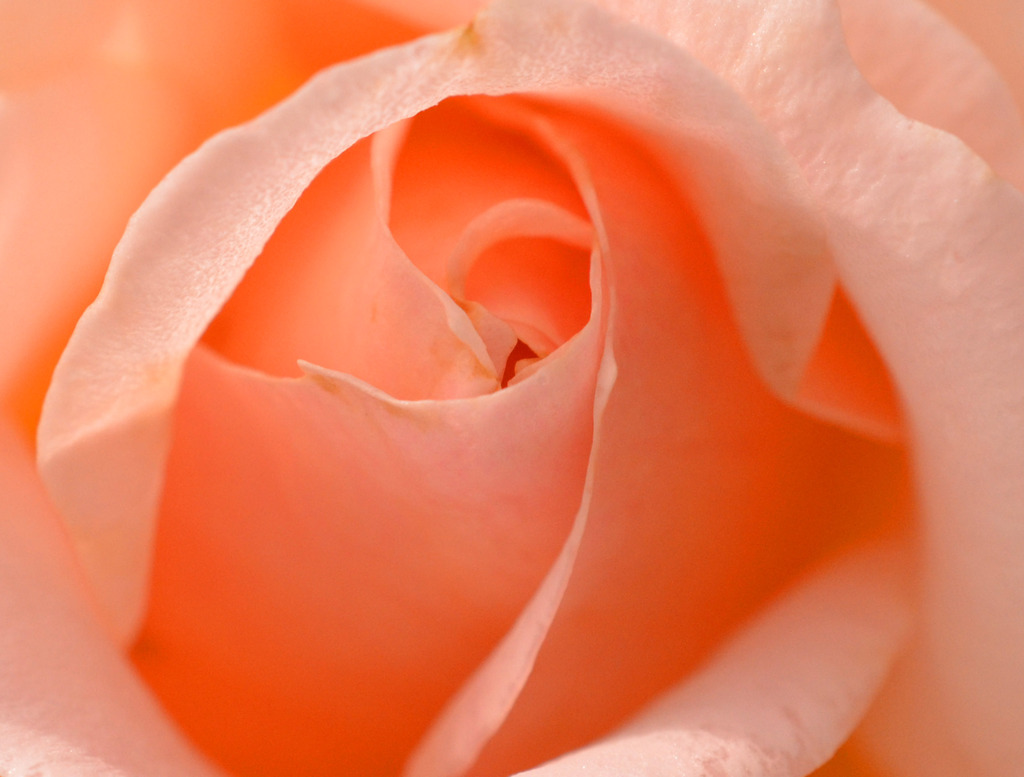 薔薇