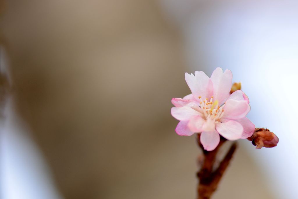 桜祭りⅡ