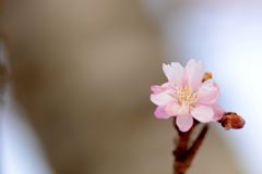 桜祭りⅡ