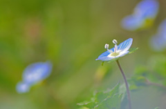 花畑２