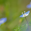 花畑２