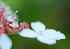 おひとつどうぞ　（アジサイ１５）