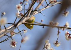 梅にうぐいす　改め　梅にメジロ