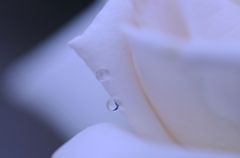 白い涙