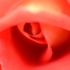 薔薇の瞳　(バラ　１３）