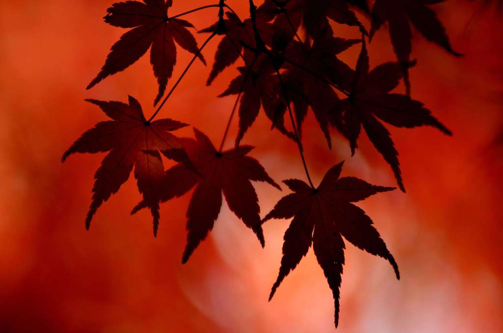 冬の紅葉