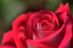 ＲＥＤ